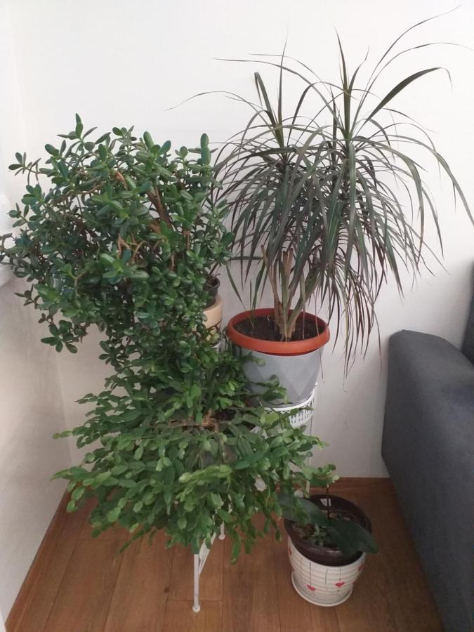 Trosoban Apartman Sarajevo, Ilidza Centar Zewnętrze zdjęcie